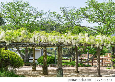 在藍天白雲映襯下，紫藤花盛開的季節，這裡是閃耀的長壽之水和祈禱勝地！天草市的“延命地藏菩薩” 127392525