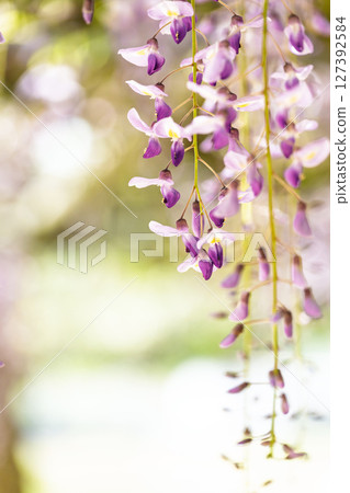 在藍天白雲映襯下，紫藤花盛開的季節，這裡是閃耀的長壽之水和祈禱勝地！ 「延命地藏菩薩週邊」天草市 127392584