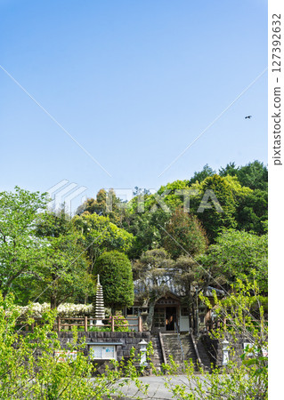 A water of longevity and a prayer spot that shines in the season when wisteria flowers bloom in abundance against the backdrop of blue skies! "Enmei Jizo-son Surroundings" Amakusa City 127392632
