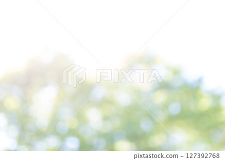 夏季森林樹木 夏季森林樹木 127392768