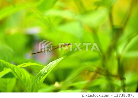 A damselfly resting on a hydrangea leaf. 127393073