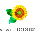 sunflower	 127393385