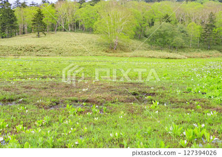 Early summer in Oze: Skunk cabbage in full bloom, Oe Marshland to Oze Lake Early summer in Oze: Skunk cabbage in full bloom, Oe Marshland to Oze Lake 127394026