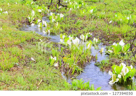 Early summer in Oze: Skunk cabbage in full bloom, Oe Marshland to Oze Lake Early summer in Oze: Skunk cabbage in full bloom, Oe Marshland to Oze Lake 127394030