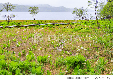 Early summer in Oze: Skunk cabbage in full bloom, Oe Marshland to Oze Lake Early summer in Oze: Skunk cabbage in full bloom, Oe Marshland to Oze Lake 127394039