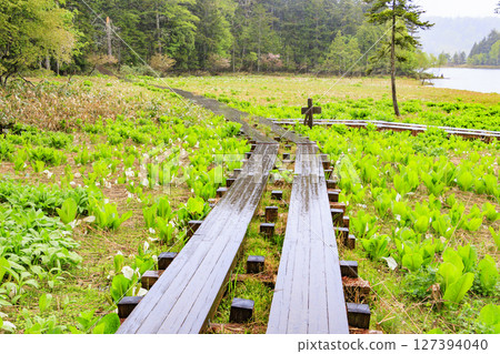Early summer in Oze: Skunk cabbage in full bloom, Oe Marshland to Oze Lake 127394040