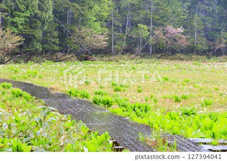 尾瀨的初夏：盛開的臭菘、大江沼至尾瀨湖 127394041
