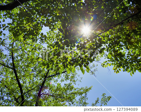 Image of early summer 127394089