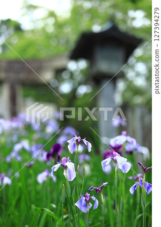 Iris flowers wet with rain in the rainy season Iris flowers wet with rain in the rainy season 127394279
