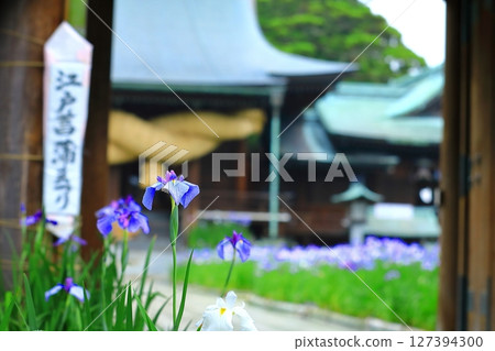 雨季的雨中，鳶尾花被淋濕 127394300