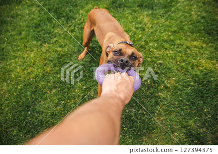 Brown Boxer dog fiercely pulls on a purple ring toy held by a person during an energetic game of tug-of-war on green grass in a backyard Brown Boxer dog fiercely pulls on a purple ring toy held by a person during an energetic game of tug-of-war on green grass in a backyard 127394375