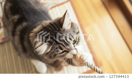 Kittens to play with toys 127394413