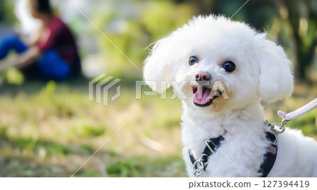 A fluffy white Bichon Frise walking in the park 127394419