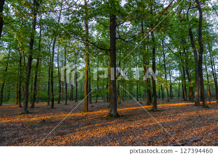 Springtime in a sessile oak (Quercus petraea) forest in Hungary 127394460