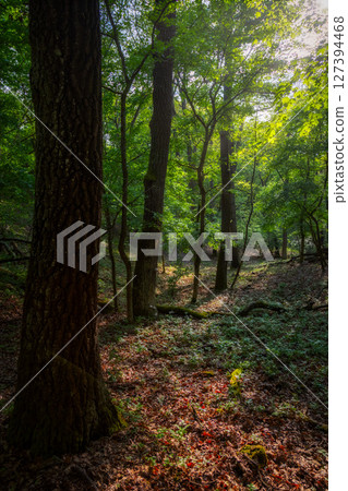 Springtime in a sessile oak (Quercus petraea) forest in Hungary Springtime in a sessile oak (Quercus petraea) forest in Hungary 127394468