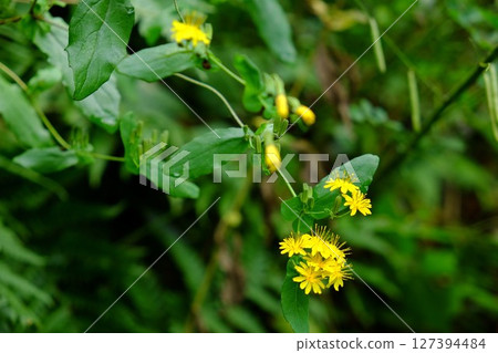 Yellow yakushisou flowers blooming on the bank [Tsukui, Sagamihara City, October] 127394484