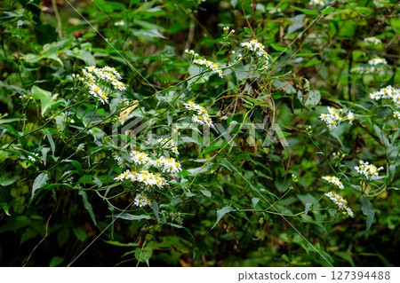 White wild chrysanthemums blooming in the bush [Tsukui, Sagamihara City, October] 127394488