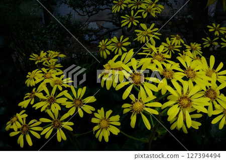 黃色的白屈菜花 [相模原市津久井 11 月] 127394494
