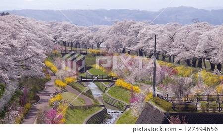 hitome senbonzakura in spring at Japan, Sendai 127394656