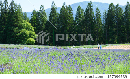 Lavender gardens starting to bloom in Misato Town, Akita Prefecture 127394789