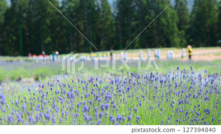 秋田縣美里町薰衣草園開始盛開 127394840