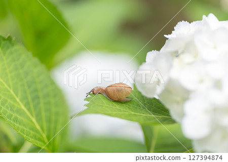 白色繡球花和蝸牛 127394874