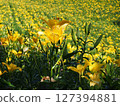 Kasuisai Lily Garden 127394881