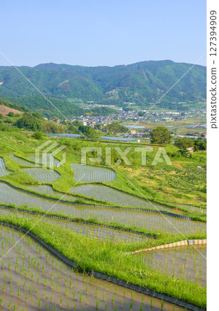 插秧後的小舍梯田[千曲市] 127394909