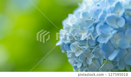 美麗的繡球花 127395018