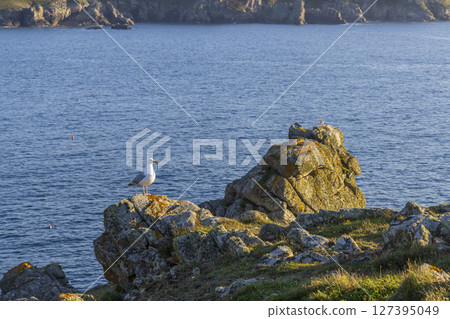 Seagull standing on rocks in Brittany, France, overlooking the Atlantic Ocean Seagull standing on rocks in Brittany, France, overlooking the Atlantic Ocean 127395049