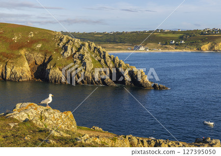 Seagull standing on rock overlooking bay in Cleden Cap Sizun, Brittany, France Seagull standing on rock overlooking bay in Cleden Cap Sizun, Brittany, France 127395050