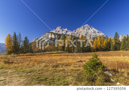 Tre Cime di Lavaredo rising above colorful larch trees in autumn, Auronzo di Cadore, Dolomites, Italy 127395056