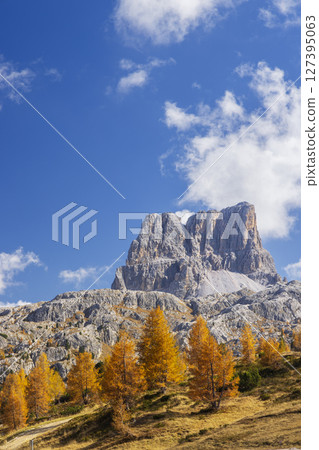 Cinque Torri rising over golden larch trees in autumn, Dolomites, Italy Cinque Torri rising over golden larch trees in autumn, Dolomites, Italy 127395063