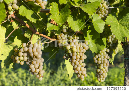 Ripe white grapes hanging from vine in vineyard during summer 127395220
