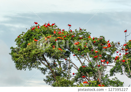 Scarlet ibis flying back home to their sleeping place, Revoada dos guaras on the Delta of the Parnaiba River in Brazil Scarlet ibis flying back home to their sleeping place, Revoada dos guaras on the Delta of the Parnaiba River in Brazil 127395227