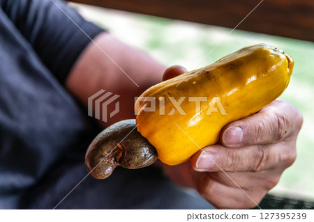 Fresh ripe Brazilian Caju Cashew nut with fruit at Ilha das Canarias in Brazil. Delta do Parnaiba. Fresh ripe Brazilian Caju Cashew nut with fruit at Ilha das Canarias in Brazil. Delta do Parnaiba. 127395239