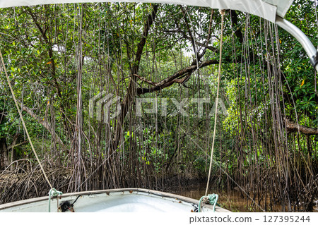 Boat trip on the Igarape do Urubu River, Delta das Americas to Ilha das Canarias, Brazil. South America Boat trip on the Igarape do Urubu River, Delta das Americas to Ilha das Canarias, Brazil. South America 127395244