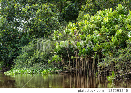 Boat trip on the Igarape do Urubu River, Delta das Americas to Ilha das Canarias, Brazil. South America Boat trip on the Igarape do Urubu River, Delta das Americas to Ilha das Canarias, Brazil. South America 127395246