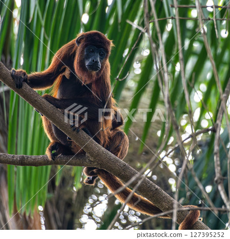 Howler monkey, Alouatta discolor on a tree in the brazilian jungle at Ilha das Canarias in Brazil. Delta do Parnaiba Howler monkey, Alouatta discolor on a tree in the brazilian jungle at Ilha das Canarias in Brazil. Delta do Parnaiba 127395252