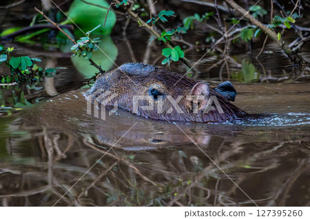 Capybara, Hydrochoerus hydrochaeris at the Igarape do Urubu River, Delta das Americas to Ilha das Canarias, Brazil. South America 127395260