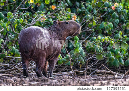 Capybara, Hydrochoerus hydrochaeris at the Igarape do Urubu River, Delta das Americas to Ilha das Canarias, Brazil. South America Capybara, Hydrochoerus hydrochaeris at the Igarape do Urubu River, Delta das Americas to Ilha das Canarias, Brazil. South America 127395261