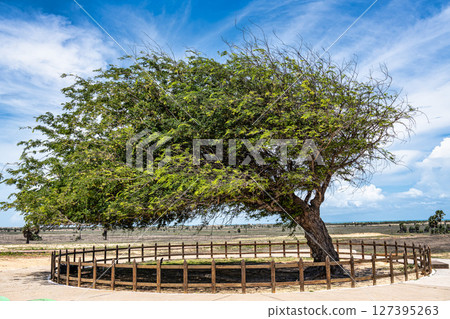 The Combed tree at Luiz Correia, Piaui, Brazil. A tree that has been shaped by intense winds over time. 127395263