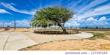 The Combed tree at Luiz Correia, Piaui, Brazil. A tree that has been shaped by intense winds over time. The Combed tree at Luiz Correia, Piaui, Brazil. A tree that has been shaped by intense winds over time. 127395264