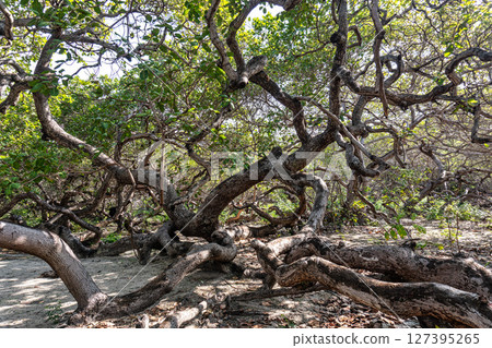 The world's largest cashew tree with many branches at Natal, Rio Grande do Norte, Brazil. The world's largest cashew tree with many branches at Natal, Rio Grande do Norte, Brazil. 127395265