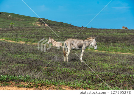 Trail along the coast and beaches from Jericoacoara to Pedra Furada in Ceara State, Brazil. 127395278