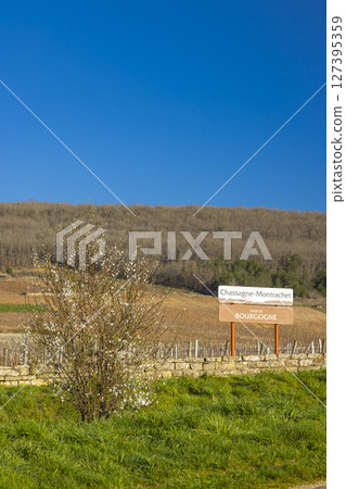 Blooming tree growing near Chassagne Montrachet vineyard in Bourgogne, France 127395359