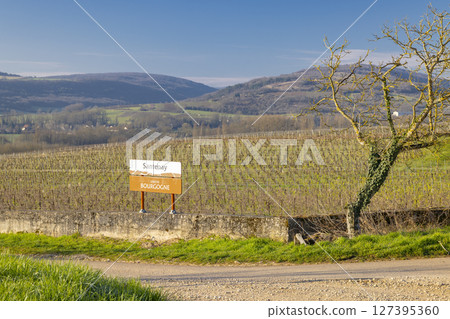 Santenay vineyard in Bourgogne, France, displays its appellation sign on a sunny winter day 127395360