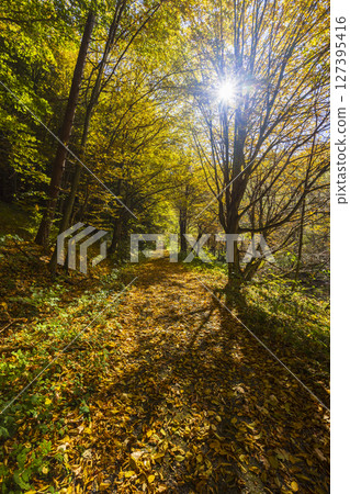 Sun shining through colorful trees in autumn forest in Slovakia Sun shining through colorful trees in autumn forest in Slovakia 127395416