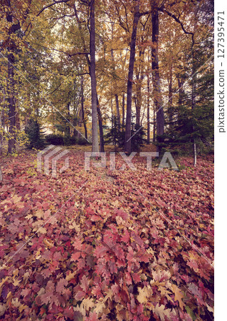 Colorful maple trees showing autumn foliage in Botanical Garden, Banska Stiavnica, Slovakia Colorful maple trees showing autumn foliage in Botanical Garden, Banska Stiavnica, Slovakia 127395471