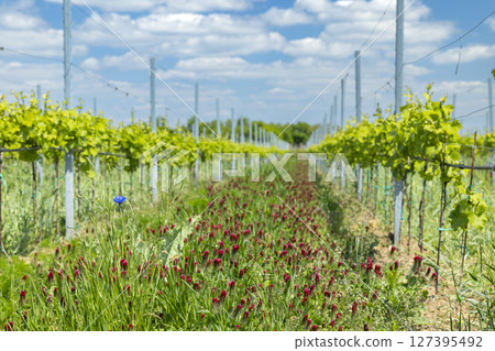 Crimson clover growing in vineyard in South Moravian Region, Czechia 127395492